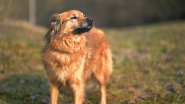 Şirin kahverengi köpeğin portresi havadaki bir şeyin kokusunu alır ve bahar arka planında yavaş çekimde uzaklaşır.