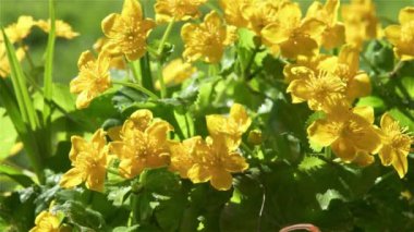 Bataklıkta yeşil doğada çiçek açan marigold caltha palustris 'in güzel sarı çiçeği. Bahar zamanı, Dolly 4K video çekti..