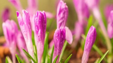 Taze mor timsah çiçekleri bahar sabahı doğasında çiy damlalarıyla çiçek açıyor. Büyüyor, zaman aşımı. 