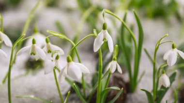 İlk kar damlaları çiçek açıyor ve bahar mevsiminde güzel güneşli bir günde karlar eriyor. Büyüme Süresi Hızı, Pan, Panoramik. 