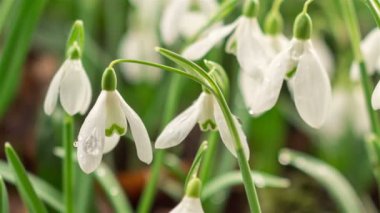 Bahar mevsiminde hızla açan sabah çiğ damlalarıyla kardelen çiçeklerinin ayrıntıları. Büyüyen zaman geçişi, büyür. 