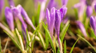 Yumuşak, mor Crocus çiçeklerinin yaklaşması bahar sabahı doğasında çiy damlalarıyla çiçek açar. Büyüyor, zaman aşımı. 