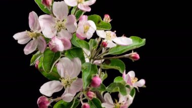 Bahar mevsiminde elma ağacında siyah arka planda açan taze, izole meyve çiçekleri. Büyüyen Zaman geçişi 