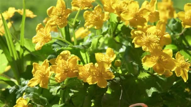 Belle Fleur Jaune Souci Des Marais Caltha Palustris Fleurissant Dans — Video