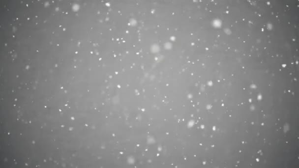 Riktig Snö Snöar Över Grå Bakgrund Kall Dag Naturen Vintersäsongen — Stockvideo