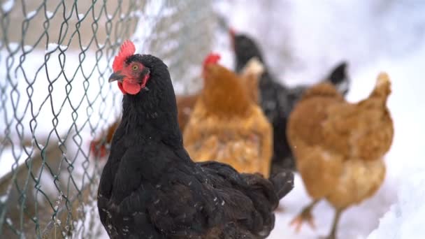 寒い冬の日に有機農場の自由な範囲で黒と赤の鶏の家禽の上に雪が降る — ストック動画