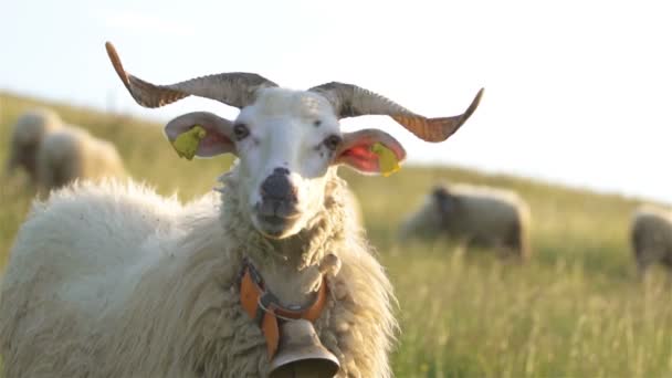 Baran Strzeże Stada Trawy Pastewnej Owiec Świeżej Trawiastej Łące Naturalnym — Wideo stockowe