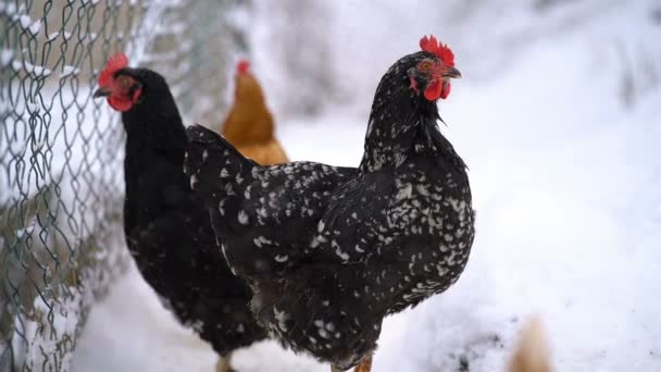 寒い冬の日には雪が降る有機農場の自由な範囲の黒い鶏の家禽 — ストック動画
