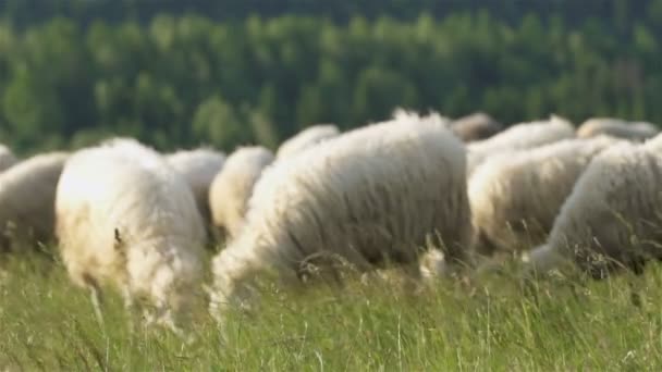 Rebanho Ovelhas Pastam Prado Verde Com Grama Fresca Fazenda Orgânica — Vídeo de Stock