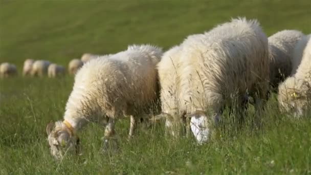 Owce Pasą Się Zielonej Łące Świeżą Trawą Gospodarstwie Ekologicznym Wolnym — Wideo stockowe