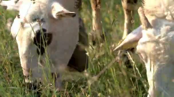 Szczegóły Trawy Pastewnej Owiec Świeżo Zielonej Łące Trawiastej Wolnym Wybiegu — Wideo stockowe