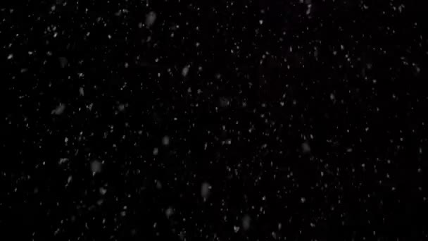 Echte Sneeuw Sneeuwt Het Koude Winterseizoen Zwarte Achtergrond Sneeuwvlokken Vallen — Stockvideo