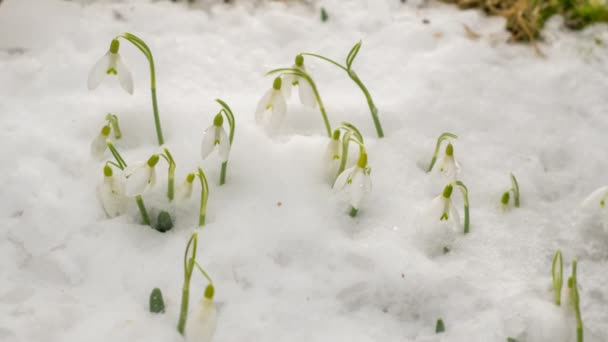Beyaz Kar Damlaları Çiçek Açıyor Ilkbaharda Yeşil Çayırlarda Eriyen Karlar — Stok video