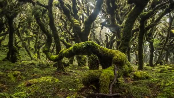 Magiczne Piękno Zielonego Lasu Goblinowego Drzewami Pokrytymi Mchem Nowozelandzkiej Dzikiej — Wideo stockowe