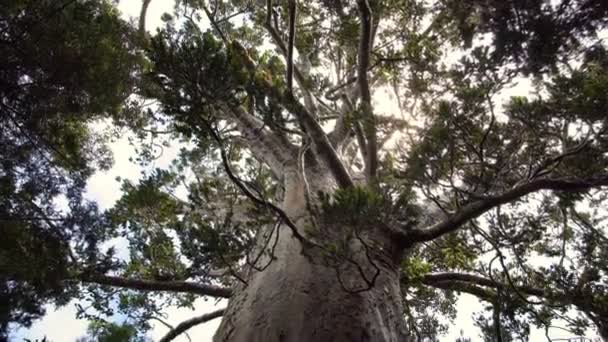 Widok Ogromny Kauri Drzewa Wierzchołek Pierwotnym Lesie Nowej Zelandii Natura — Wideo stockowe