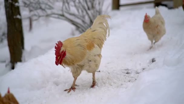 Белый Петух Гоняется Цыплятами Органической Ферме Бесплатным Выходом Холодный Снежный — стоковое видео