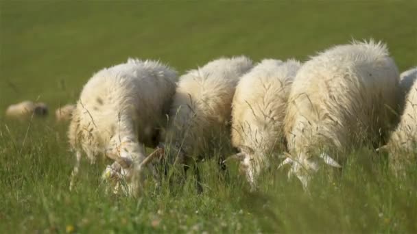 Wolny Ruch Owiec Wypasu Świeżej Trawy Zielonej Łące Wolnym Wybiegu — Wideo stockowe