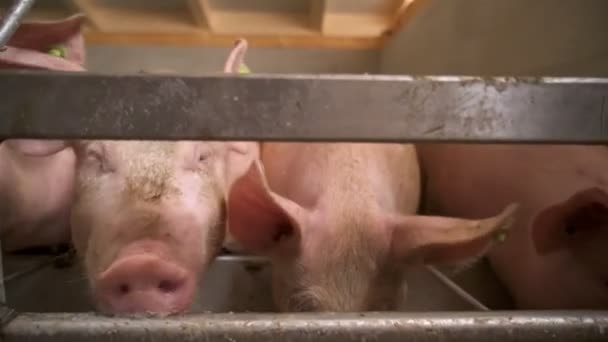 Pink Pigs Feed Organic Farm Stall Steadicam Shot Pan — Stock Video