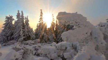 Soğuk kış sabahında, gün doğumunda karlı ağaçlarla birlikte güzel, donmuş bir orman. Sabit kamera görüntüsü. 