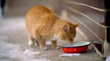 Beyaz yakalı güzel kızıl kedinin yavaş çekimde kışın kırsalda kırmızı kaseden süt içmesi.. 