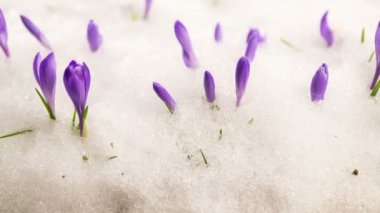 Kar, güneşli bir günde mor kır çiçekleriyle karlı bahar çayırlarında eriyor. Büyüyen zaman atlaması. 