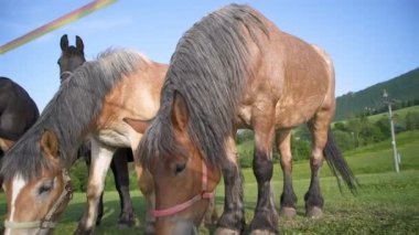 Yavaş giden atlar, güneşli yaz çayırlarında çitleri aşındırır. Steadicam pan sola. 
