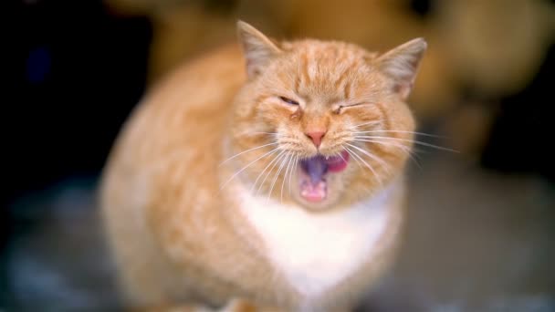 Медленное Движение Грустной Рыжей Кошки Плачет Облизывает Бороду Усмехается Зубами — стоковое видео