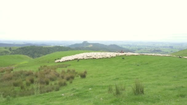 Γρήγορη Μετακίνηση Πρόβατα Πράσινο Βιολογικό Αγρόκτημα Στη Νέα Ζηλανδία Τοπίο — Αρχείο Βίντεο
