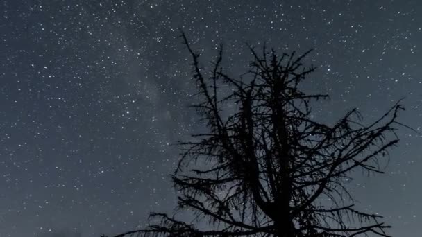 Leitosa Galáxia Estrelas Movendo Sobre Árvores Silhueta Céu Escuro Estrelado — Vídeo de Stock