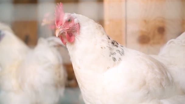 Грустный Белый Цыпленок Птицы Оградой Клетки Откладывает Яйца Ферме — стоковое видео