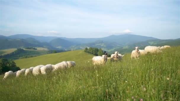 夏季风景中 绵羊在喀尔巴阡山自然的绿色草地上吃嫩草 — 图库视频影像