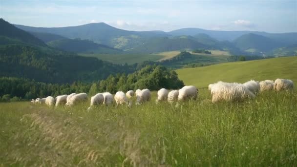 Wolny Ruch Owiec Merino Wypasu Świeżej Trawy Zielonej Łące Karpatach — Wideo stockowe