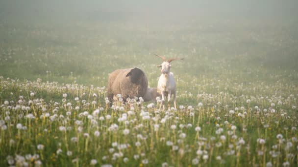 Portrait Sheep Goats Green Meadow Dandelion Foggy Nature Summer Pasture — Stock Video