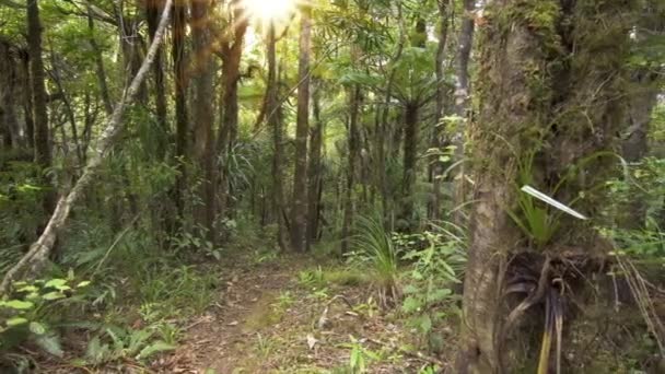 Сонце Сяє Зеленому Первісному Лісі Дикій Природі Нової Зеландії Прекрасний — стокове відео