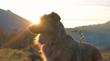 Güneşin rengarenk günbatımına bakan sevimli kahverengi köpeğin portresi yaz dağlarında güzel sabah ışığıyla birlikte. 