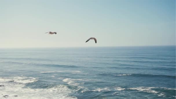 Langzame Beweging Van Vreedzame Vrijheid Zeemeeuwen Vliegen Blauwe Oceaan Rotsachtige — Stockvideo