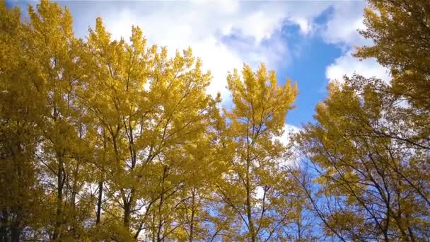 Vista Panorámica Naturaleza Los Árboles Del Bosque Otoñal Con Hojas — Vídeos de Stock