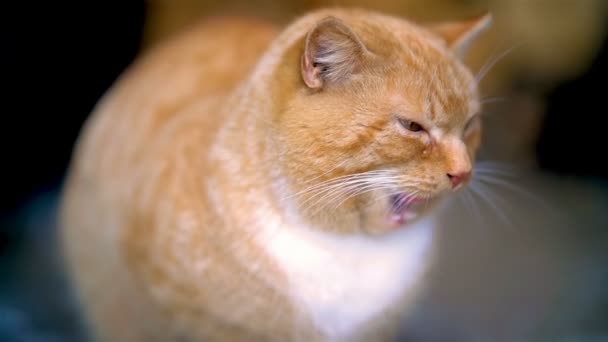 Portrait Cute Golden Cat Face Leckt Seine Schnurrhaare Nach Einem — Stockvideo