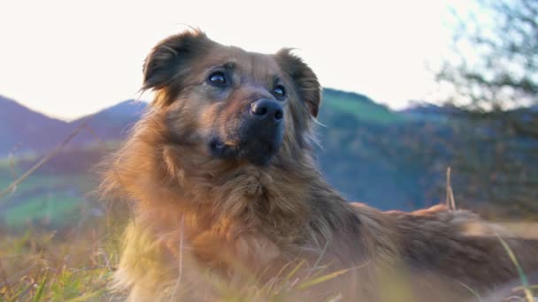 Kahverengi Bekçi Köpeğinin Portresi Çimenlerde Uzanıyor Güneşli Bir Gecede Havada — Stok video
