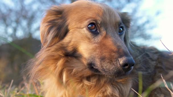 Portret Winnego Uczucia Brązowego Odpoczynku Psa Trawiastej Łące Wieczorem Naturalne — Wideo stockowe