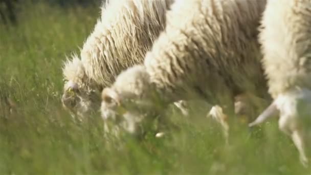 Långsamma Rörelser Vita Får Betar Grönt Gräs Naturlig Äng Betesmark — Stockvideo
