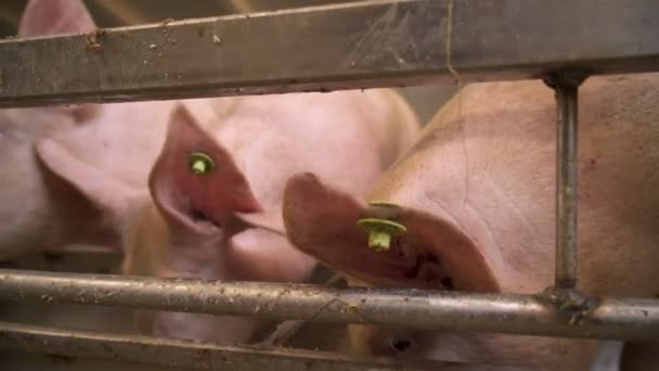 ピンクの豚は スタイルの有機農場でホエイフードを供給します パンの安定したカメラのショット — ストック動画