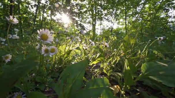 Primo Piano Fiori Margherita Nella Natura Verde Foresta Mattino Sole — Video Stock