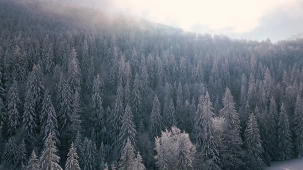 Vista Aérea Paisagem Floresta Inverno Dia Ensolarado Frio Natureza Nevada — Vídeo de Stock