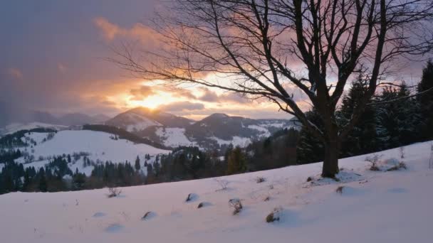 Colorful Sunset Winter Nature Silhouette Snowy Cherry Tree Foreground Cold — Vídeo de Stock