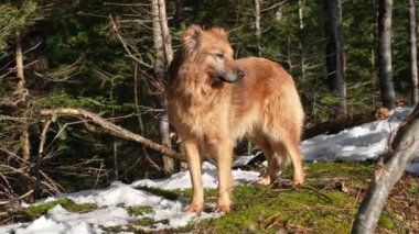 Şirin kahverengi köpek güneşli orman doğasında kameraya doğru yürüyor. Yavaş çekim