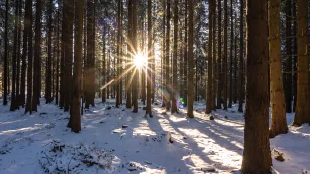 Luce Dorata Del Sole Tramonto Nella Foresta Invernale Con Alberi — Video Stock
