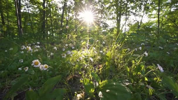 春の自然の自然の背景で日の出に美しい白いデイジーな花と新鮮な緑の森の太陽光 — ストック動画