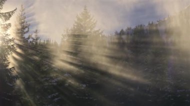 Altın güneş ışınlarıyla sihirli bir sabah, sisli ormanda kış karlı doğada güneş ışığı. Açık hava macera arka planı