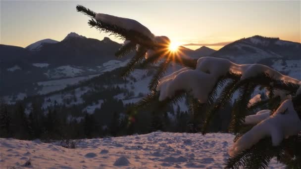 Золотой Свет Заката Снежных Горах Природа Еловой Веткой Переднем Плане — стоковое видео